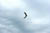 brf0609c 097