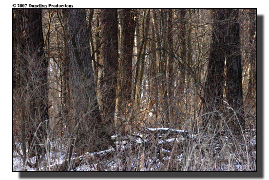 deerhunting0015