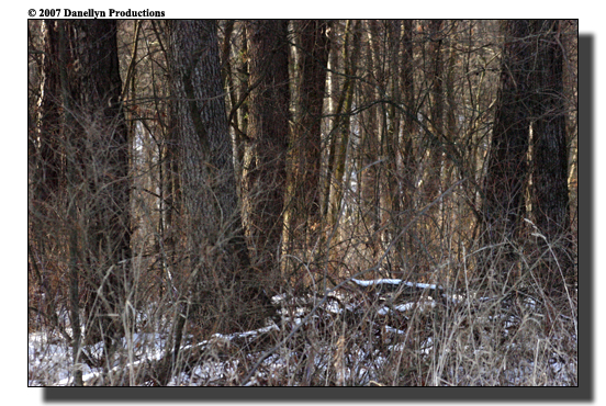 deerhunting0016