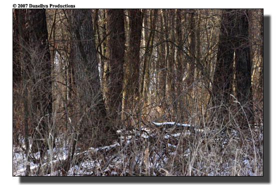 deerhunting0017