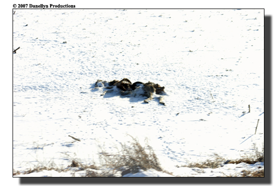 deerhunting0029