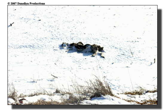 deerhunting0030