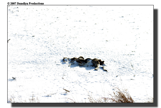 deerhunting0031