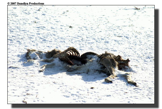 deerhunting0032