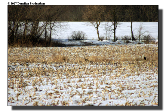 deerhunting0033