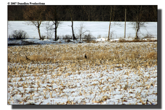 deerhunting0034