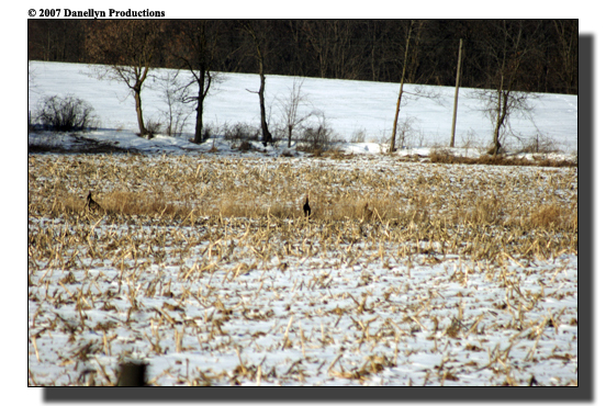 deerhunting0035