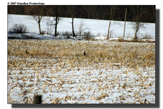 deerhunting0036