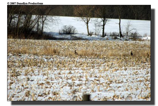 deerhunting0037
