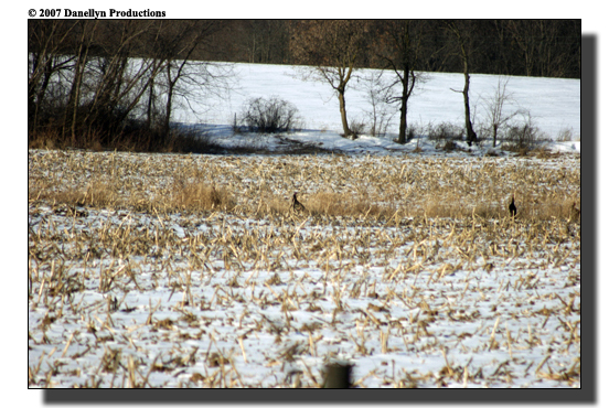 deerhunting0038