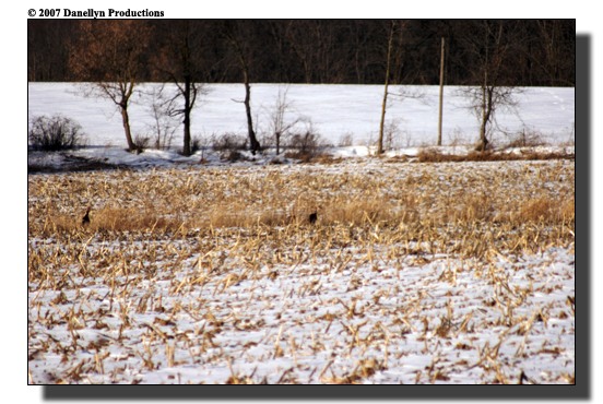 deerhunting0039