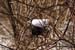 deerhunting0013