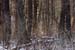 deerhunting0015