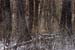 deerhunting0017