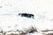 deerhunting0030