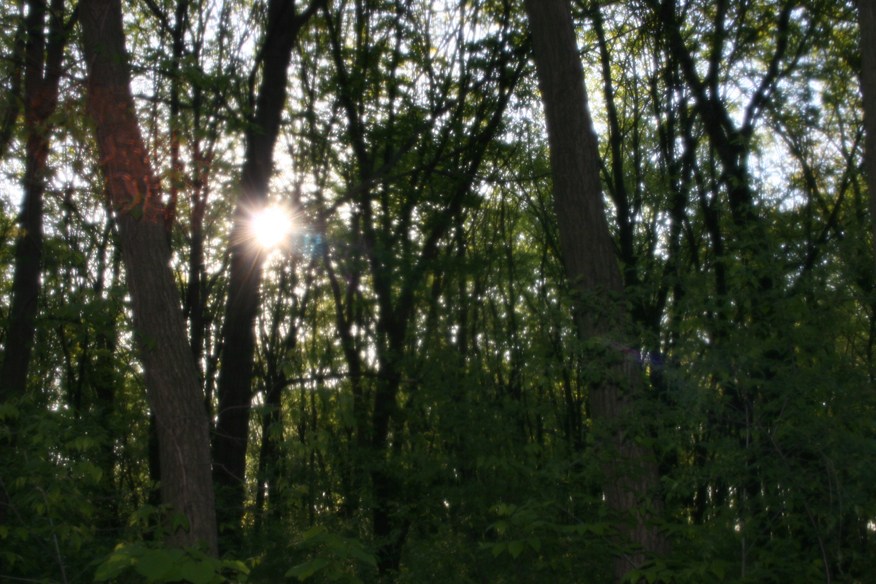 forest 023