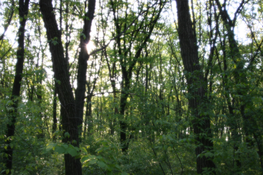 forest 024