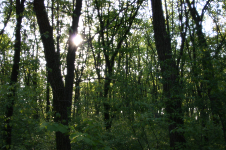 forest 025