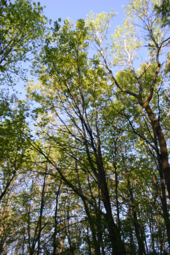 forest 026