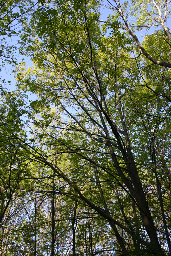 forest 027