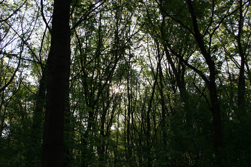 forest 028
