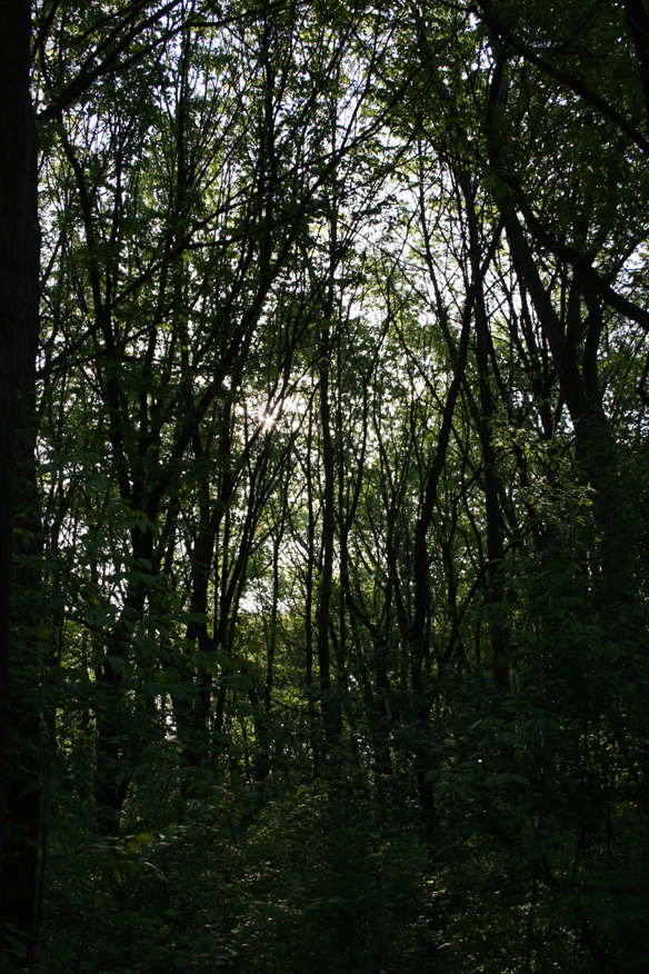 forest 029