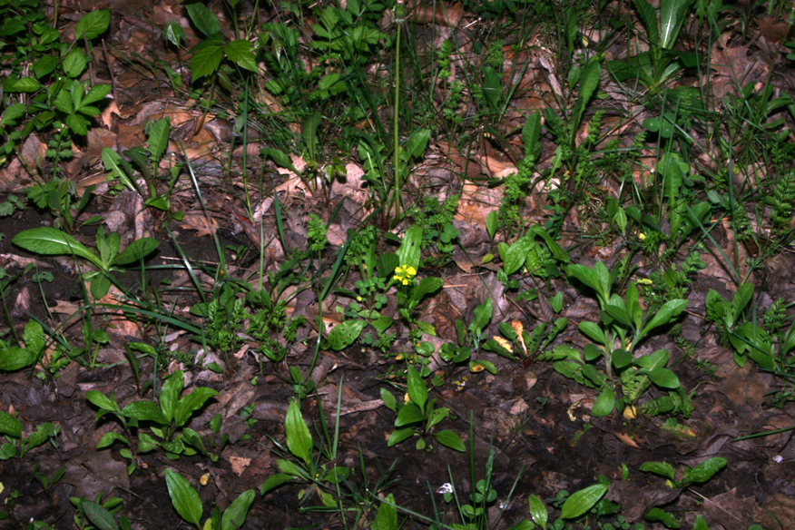 forest 036