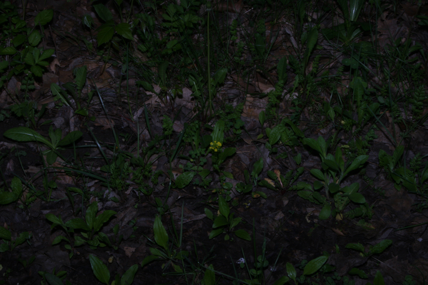 forest 037