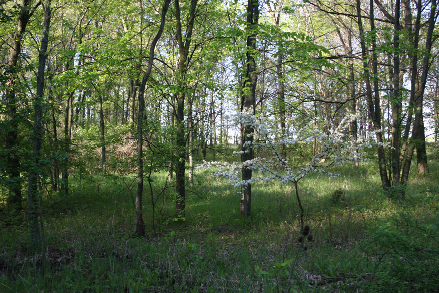 forest 038