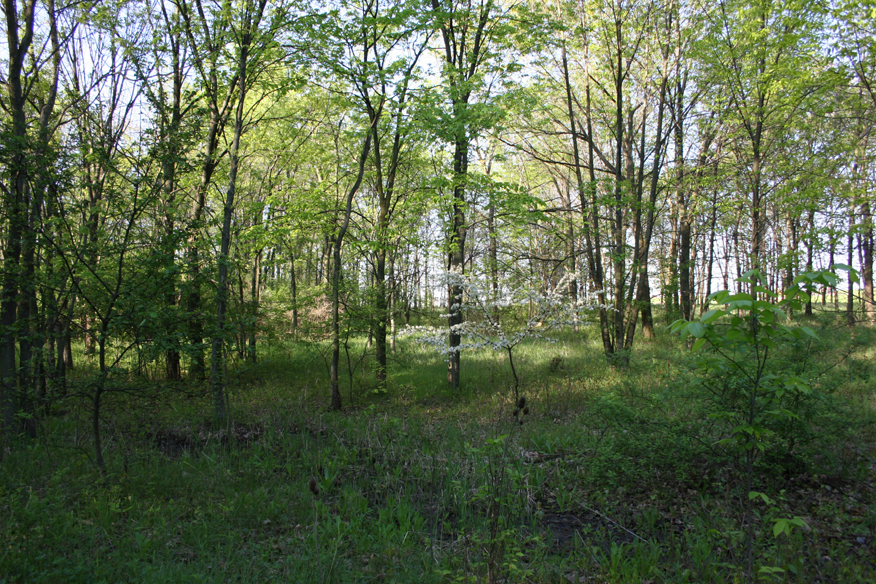 forest 039