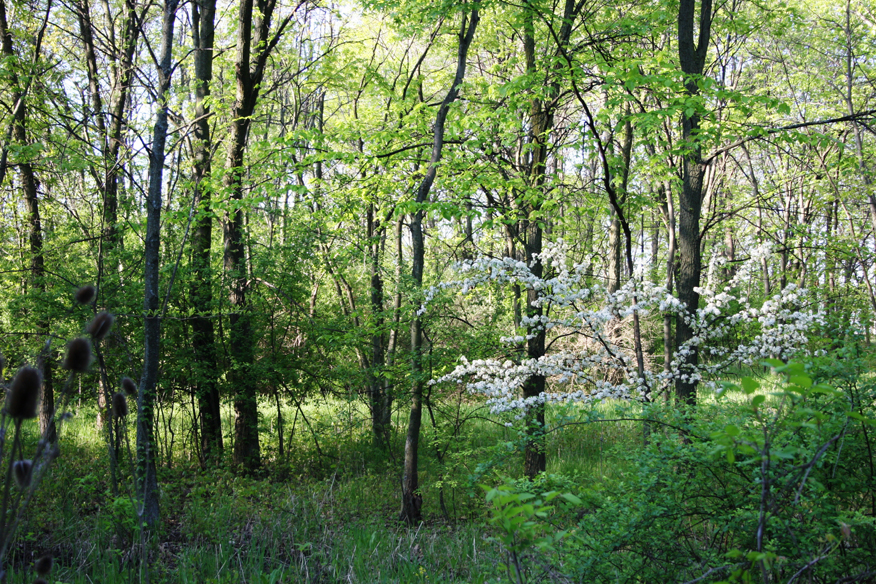 forest 040