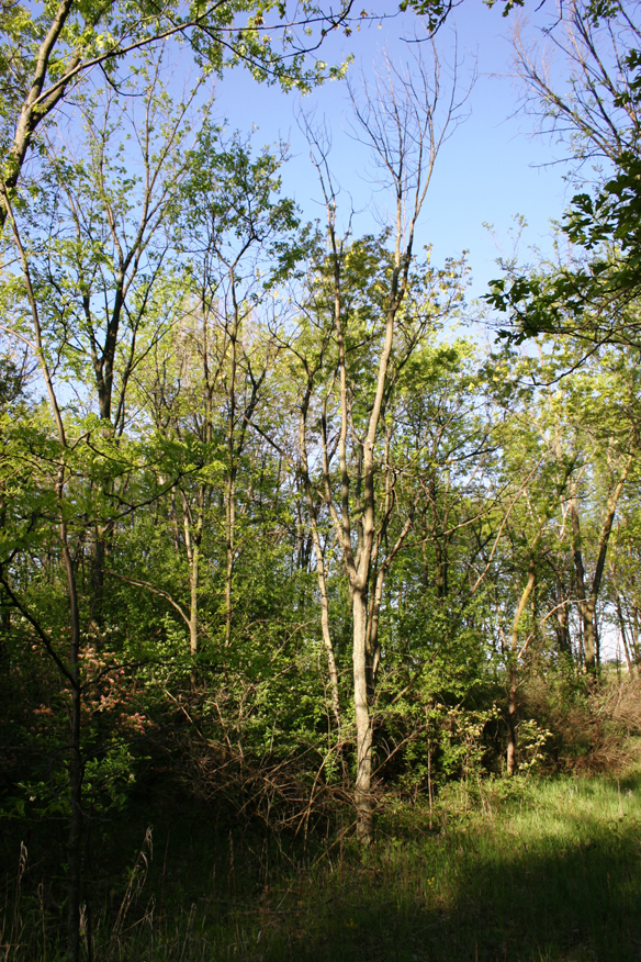 forest 041