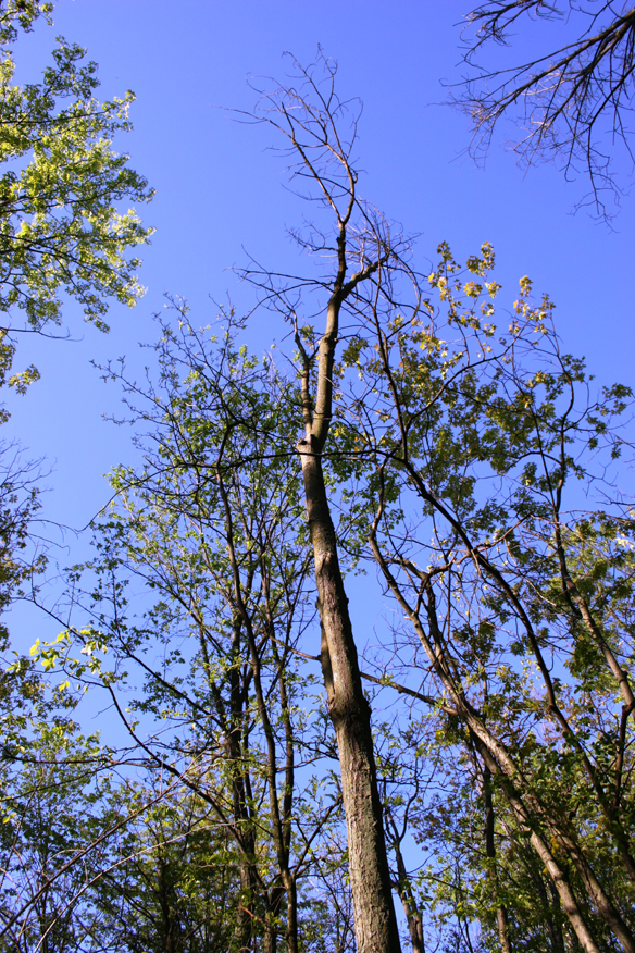 forest 042
