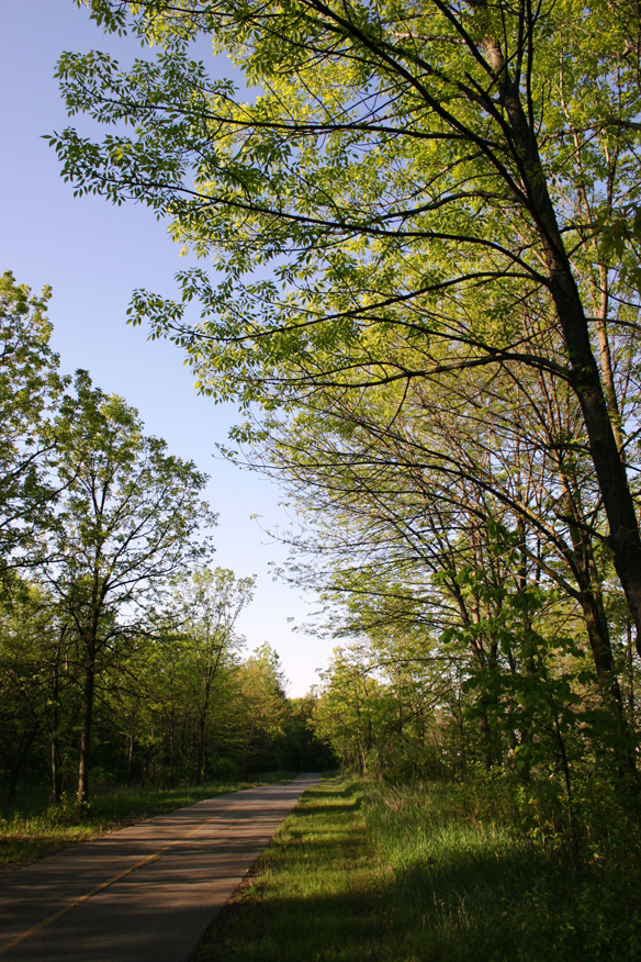 forest 043