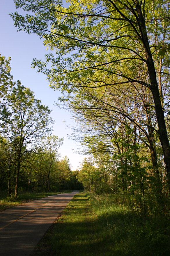 forest 044