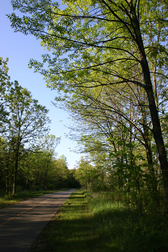 forest 045