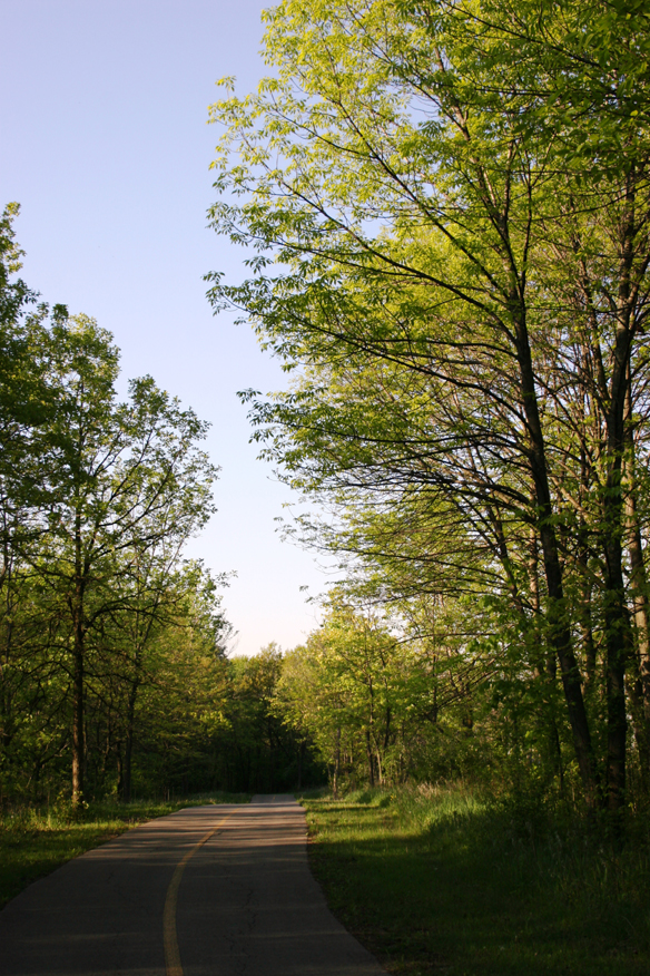 forest 046