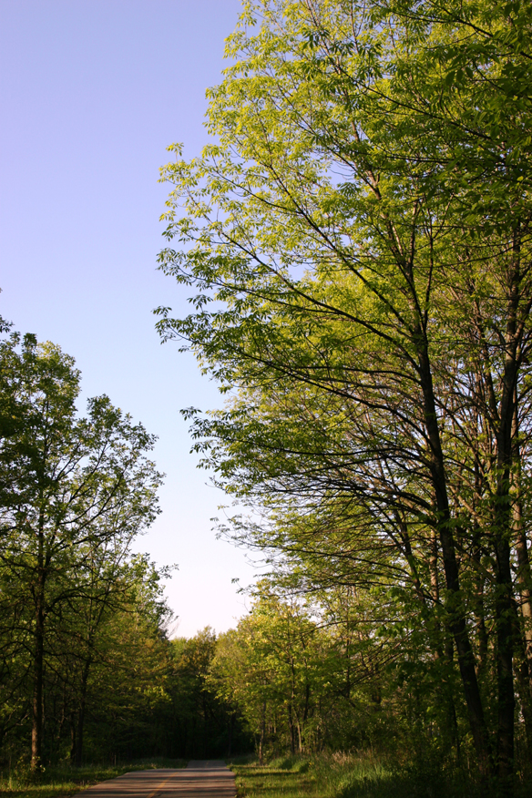 forest 047