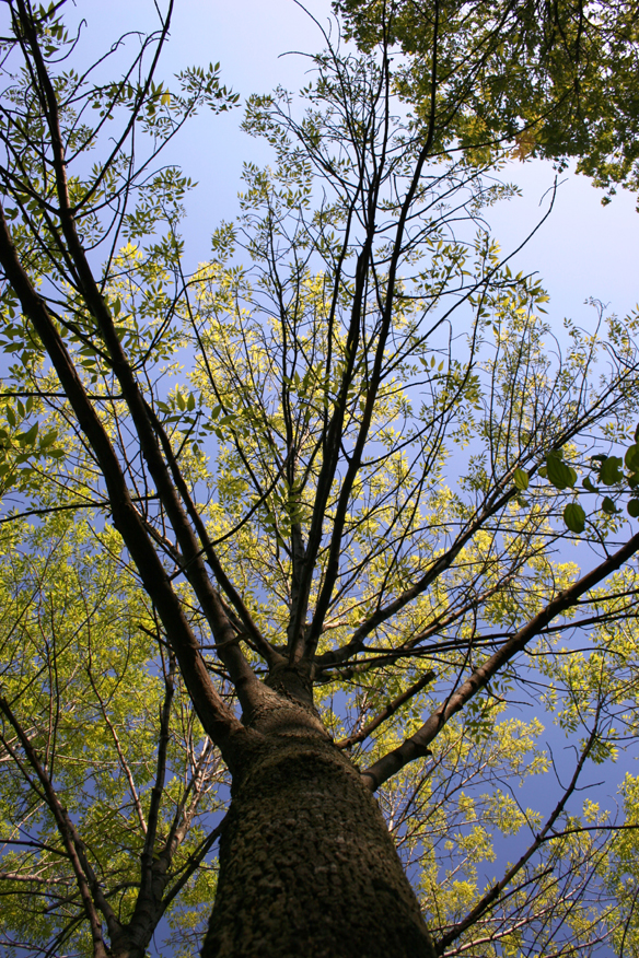 forest 048