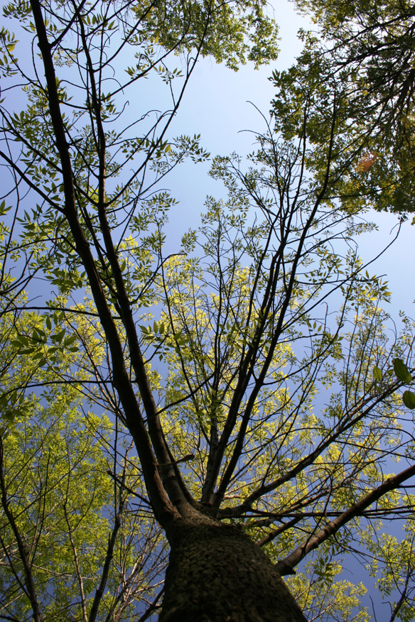 forest 049