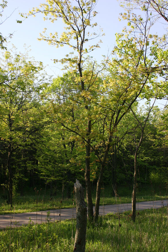 forest 051