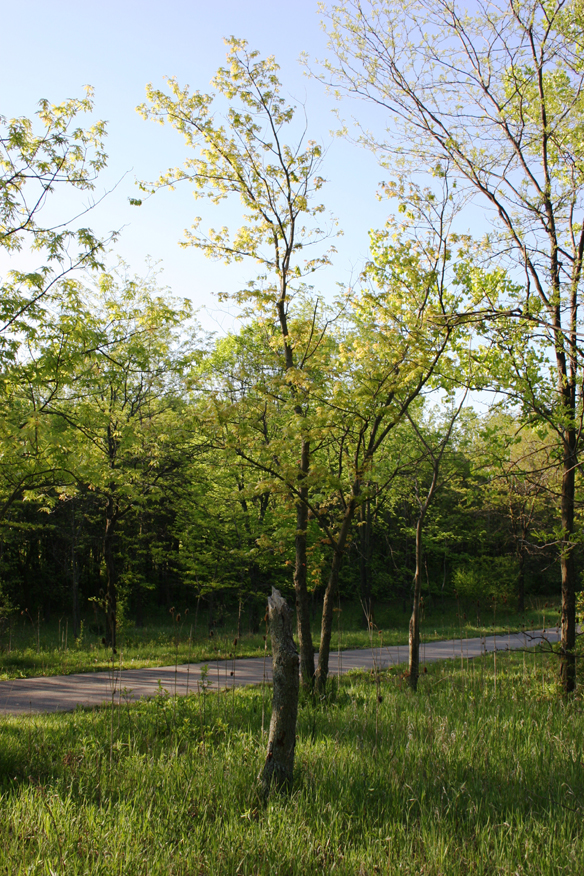 forest 052