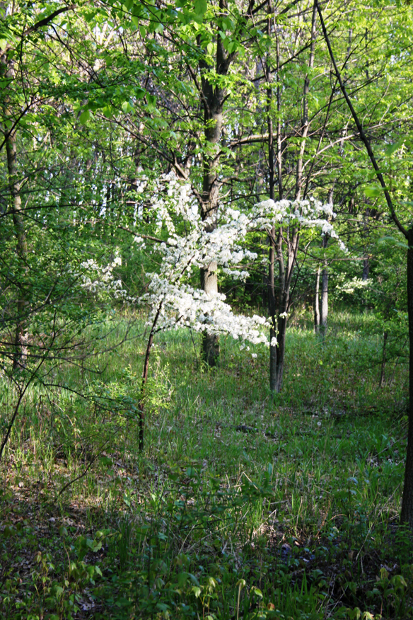 forest 053