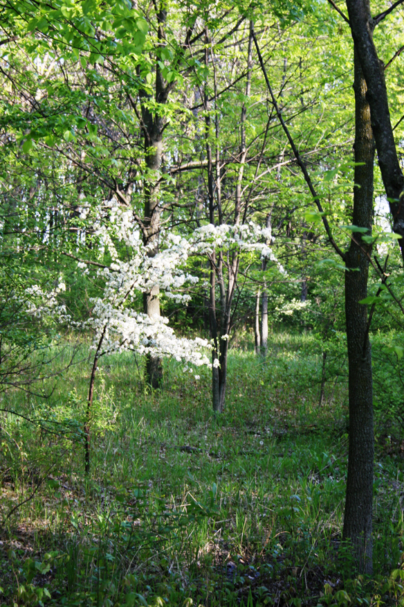 forest 054