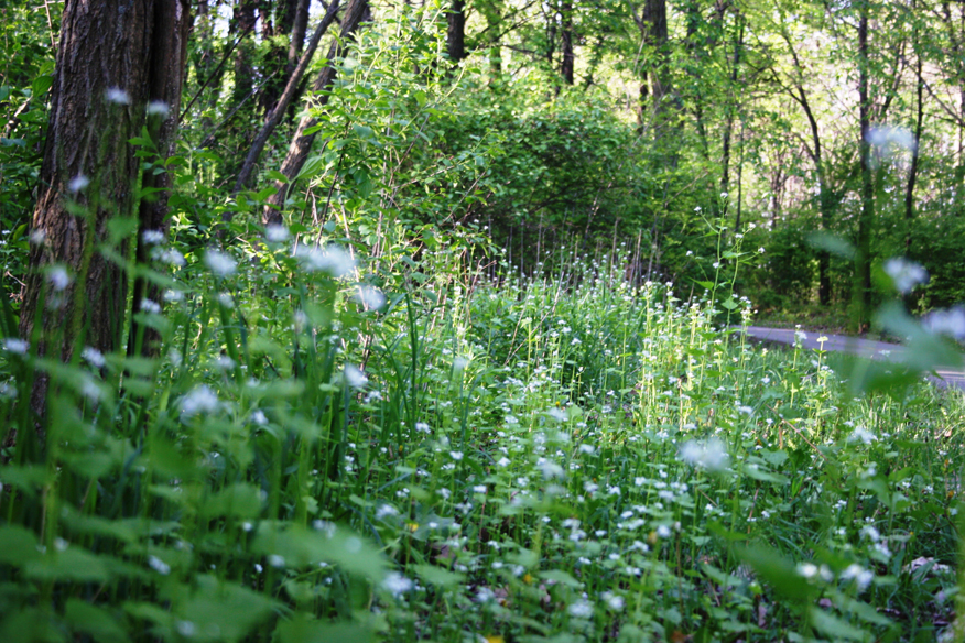 forest 055