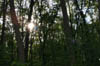forest 023