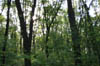forest 024