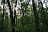 forest 025