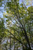 forest 027