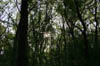 forest 028